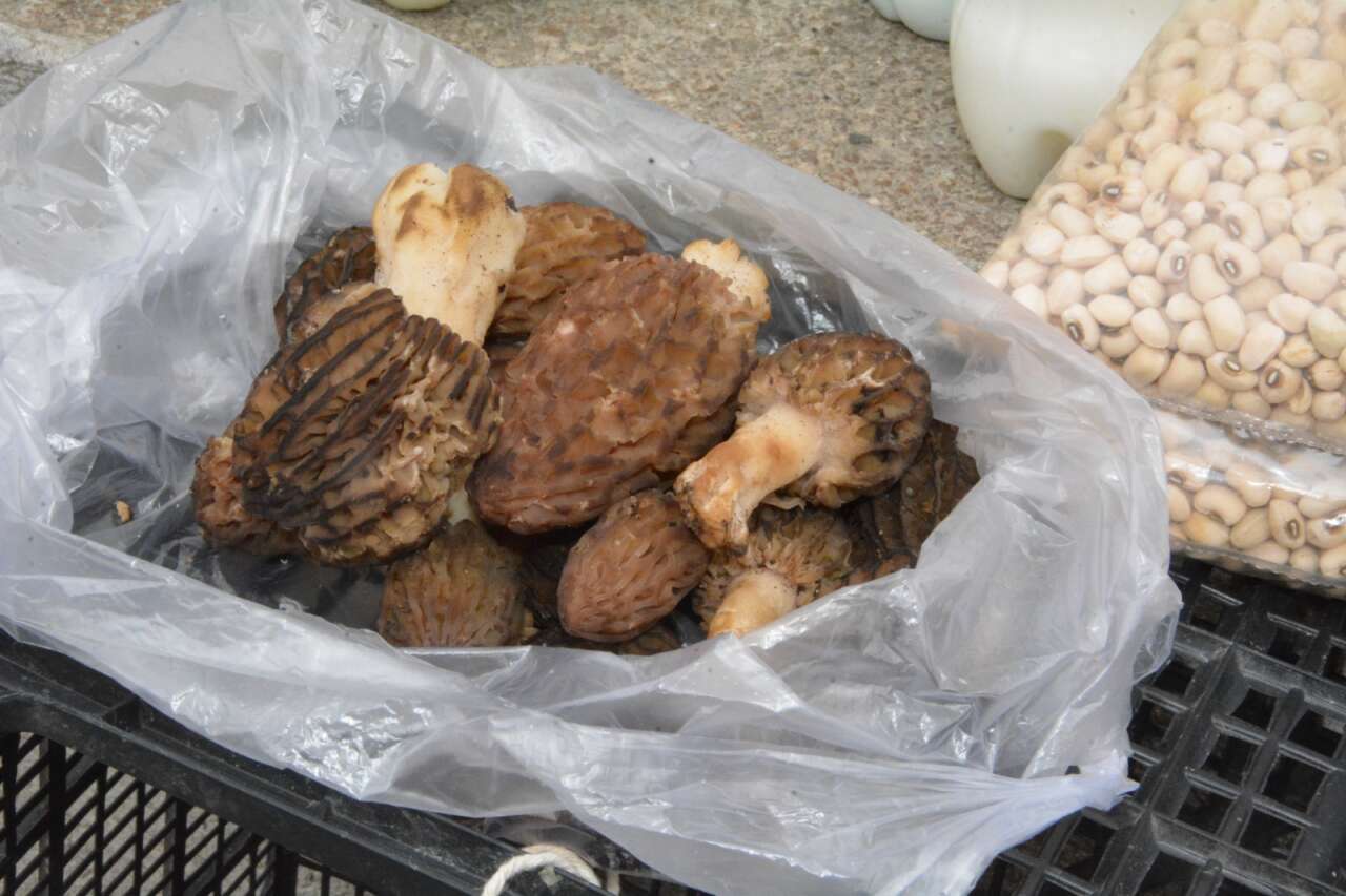 Kuzugöbeğinin Fiyatı Gram Altınla Yarışıyor 3